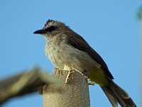 Bulbul